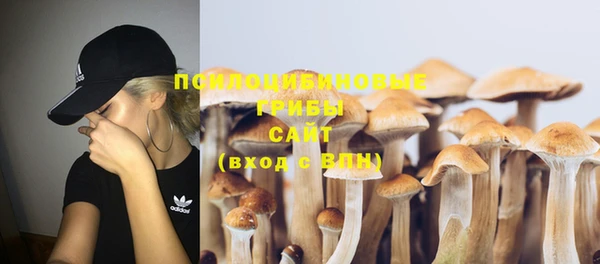 стаф Корсаков