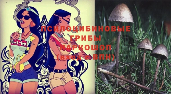 стаф Корсаков